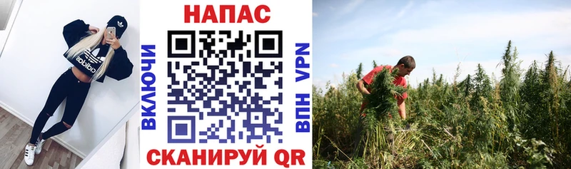 omg вход  даркнет формула  Бошки марихуана White Widow  Туран 